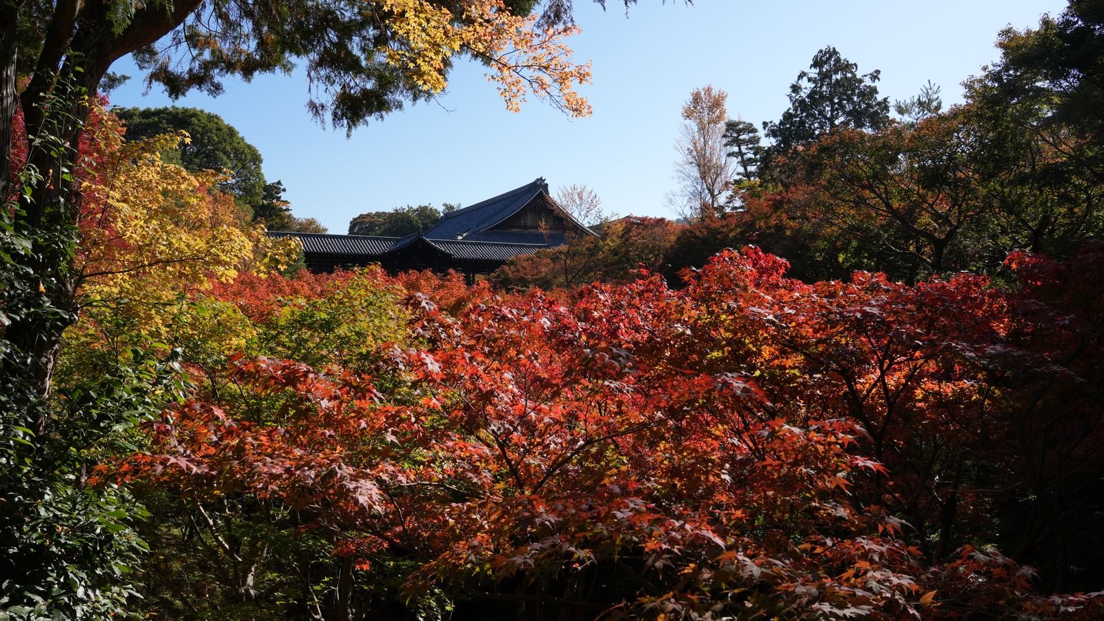 Japan’s Autumn Leaves 2026: When Kyoto, Tokyo and Osaka Are Forecast to Peak